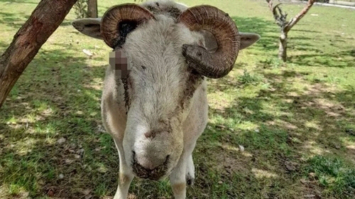 뿔이 얼굴을 뚫고 들어간 양 [1뉴스 사이트 캡처]